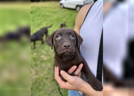 Labrador Retriever Reinrassig mit Papiere