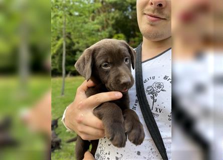 Labrador Retriever Reinrassig mit Papiere