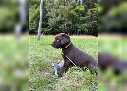 Labrador Retriever Reinrassig mit Papiere