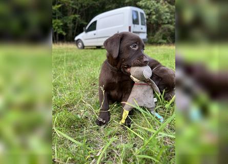 Labrador Retriever Hündin