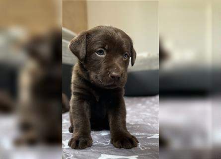 Labrador Retriever Hündin