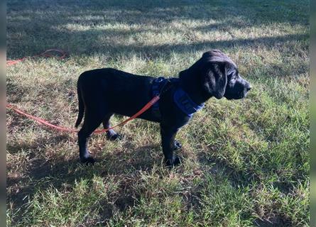 Labrador Retriever Welpe Arbeitslinie Schwarz Abgabebereit