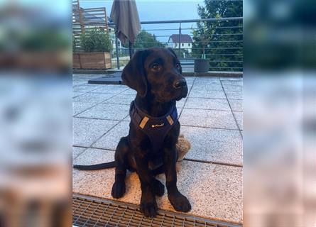 Labrador Retriever Welpe Arbeitslinie Schwarz Abgabebereit