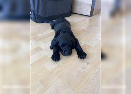 Labrador Retriever Welpe Arbeitslinie Schwarz Abgabebereit