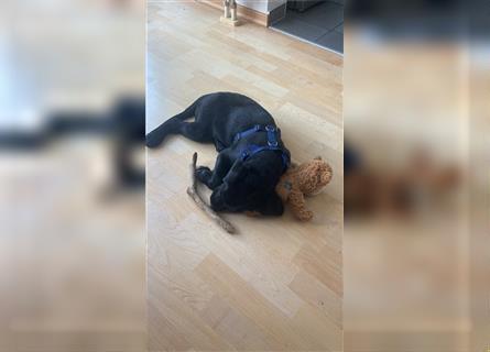 Labrador Retriever Welpe Arbeitslinie Schwarz Abgabebereit