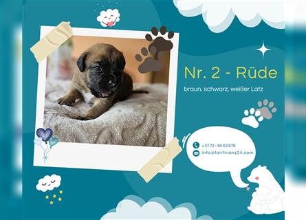 Wunderschöner, knuffiger "Labradoxer" Welpe am 03.07. geboren