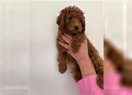 Wunderschöne Mini/Medium Goldendoodle Welpen zu verkaufen in Apricot/Rot Abgabe ab dem 27.08