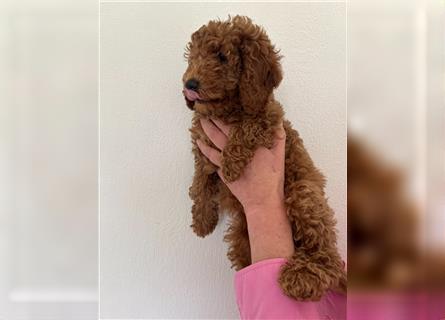 Wunderschöne Mini/Medium Goldendoodle Welpen zu verkaufen in Apricot/Rot Abgabe ab dem 27.08