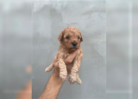 Wunderschöne Mini/Medium Goldendoodle Welpen zu verkaufen in Apricot/Rot Abgabe ab dem 27.08