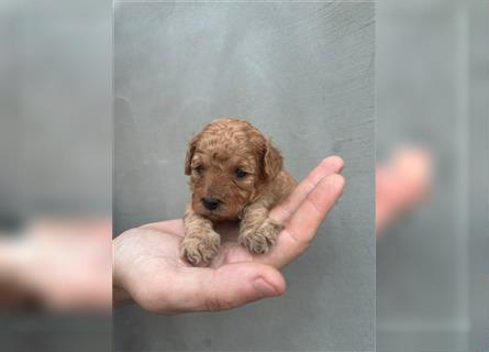 Wunderschöne Mini/Medium Goldendoodle Welpen zu verkaufen in Apricot/Rot Abgabe ab dem 27.08