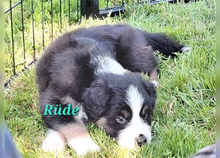 Australian Shepherd Welpen Nur noch 1 Rüde frei