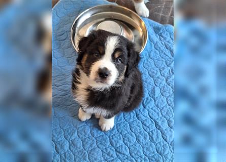 Australian Shepherd Welpen Nur noch 1 Rüde frei