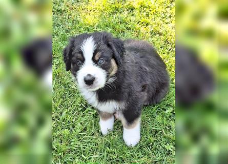 Australian Shepherd Welpen Nur noch 1 Rüde frei