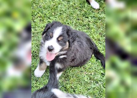 Australian Shepherd Welpen Nur noch 1 Rüde frei