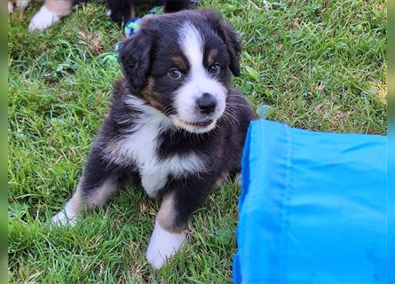 Australian Shepherd Welpen Nur noch 1 Rüde frei