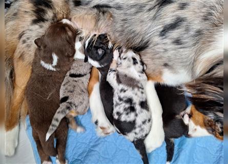 Australian Shepherd Welpen Nur noch 1 Rüde frei