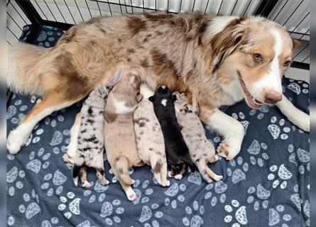 Australian Shepherd Welpen Nur noch 1 Rüde frei