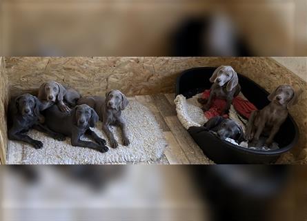 Weimaraner Welpen, Hündin, Kurzhaar, 1x Silber/1x Blau