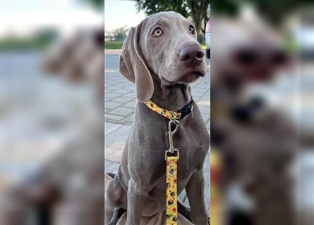 Weimaraner Welpen, Hündin, Kurzhaar, 1x Silber/1x Blau