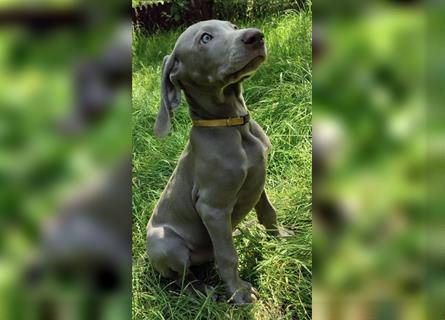 Weimaraner Welpen, Hündin, Kurzhaar, Silber