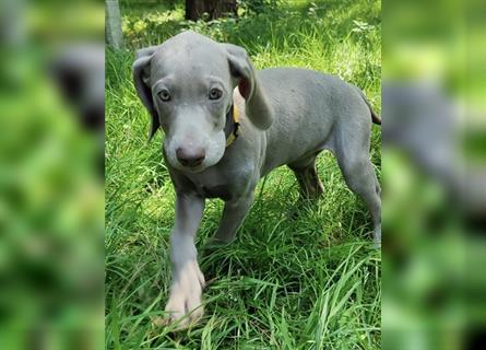 Weimaraner Welpen, Hündin, Kurzhaar, Silber