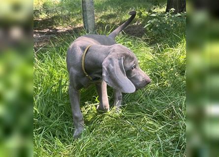 Weimaraner Welpen, Hündin, Kurzhaar, Silber