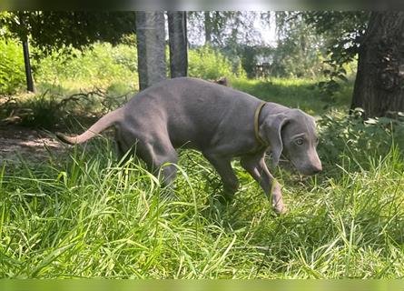 Weimaraner Welpen, Hündin, Kurzhaar, Silber