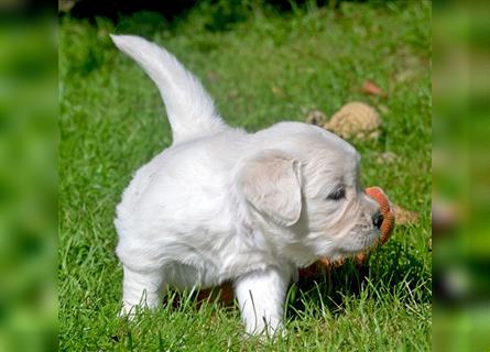 Golden Retriever Welpen mit Ahnentafel