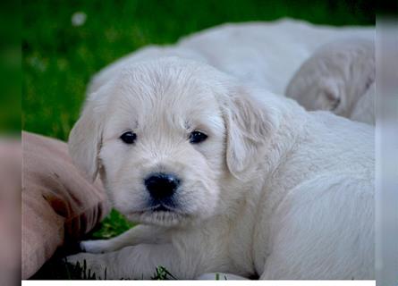 Golden Retriever Welpen mit Ahnentafel