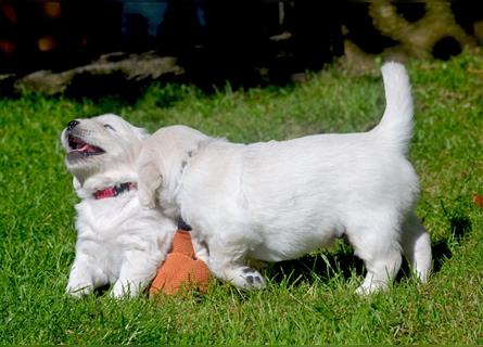 Golden Retriever Welpen mit Ahnentafel