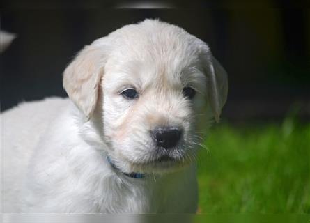 Golden Retriever Welpen mit Ahnentafel