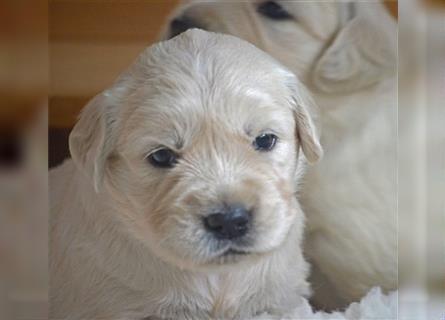 Golden Retriever Welpen mit Ahnentafel