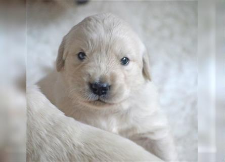 Golden Retriever Welpen mit Ahnentafel