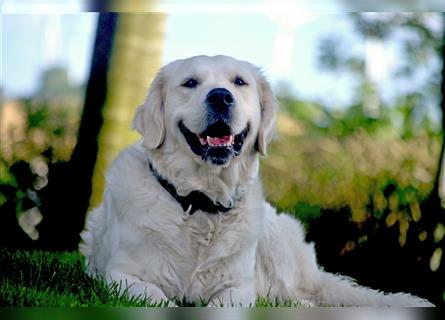 Golden Retriever Welpen mit Ahnentafel