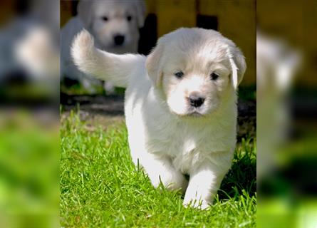 Golden Retriever Welpen mit Ahnentafel