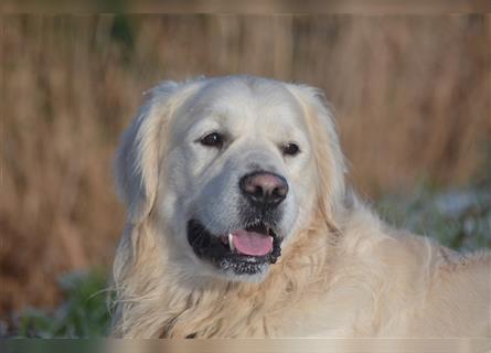 Golden Retriever Welpen mit Ahnentafel