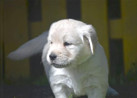 Golden Retriever Welpen mit Ahnentafel