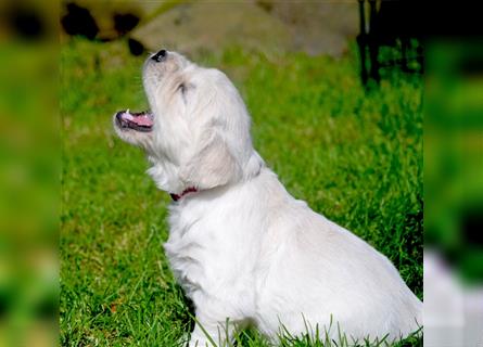 Golden Retriever Welpen mit Ahnentafel