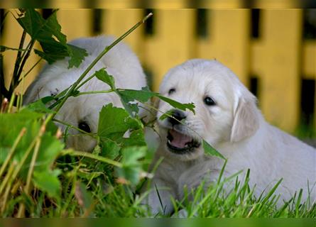 Golden Retriever Welpen mit Ahnentafel