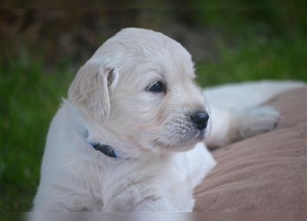 Golden Retriever Welpen mit Ahnentafel