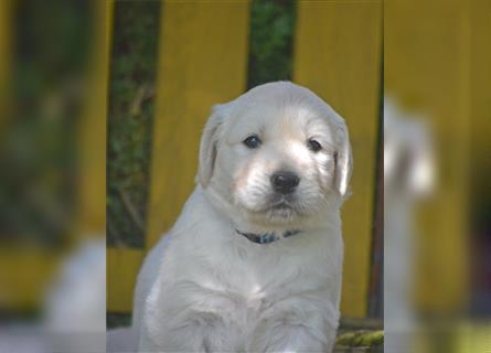 Golden Retriever Welpen mit Ahnentafel