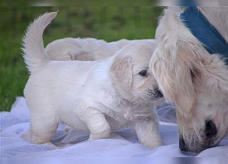 Golden Retriever Welpen mit Ahnentafel