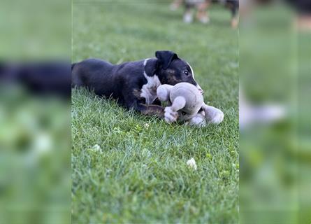 Mini Bullterrier-Welpe