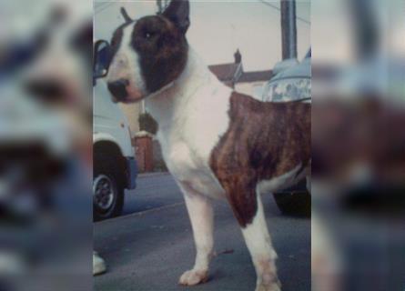 Mini Bullterrier-Welpe