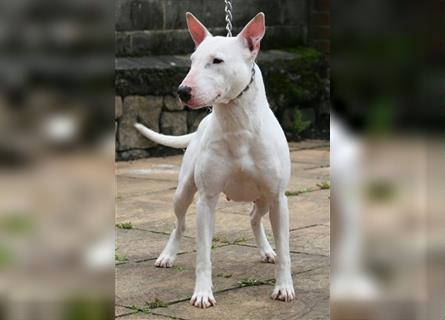 Mini Bullterrier-Welpe