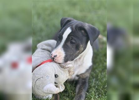 Mini Bullterrier-Welpe