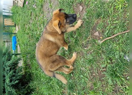 Schäferhund "Sparky"