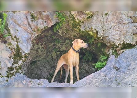 Deutsche Doggen Welpen o.Pap, alte Ahnen ab Sept im Norden