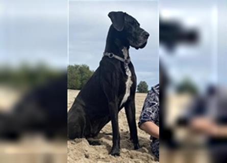 Deutsche Doggen Welpen o.Pap, alte Ahnen ab Sept im Norden