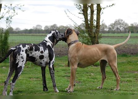 Deutsche Doggen Welpen o.Pap, alte Ahnen ab Sept im Norden